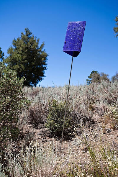 gold spotted oak borer