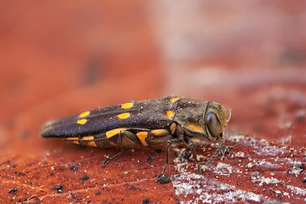 gold spotted oak borer
