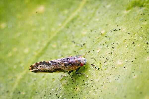 Asian citrus psyllid