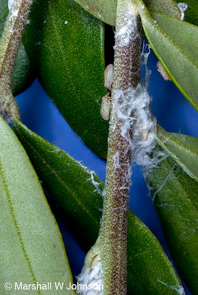 Olive psyllid (c) Marshall Johnson