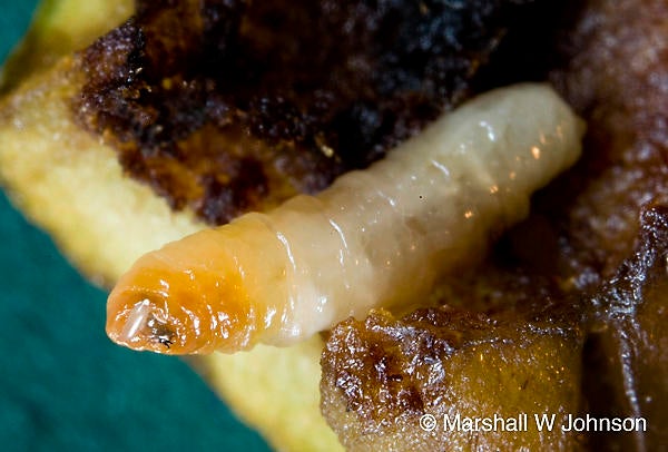 Pteromalid egg (c) Marshall Johnson