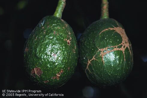 Avocado Thrips