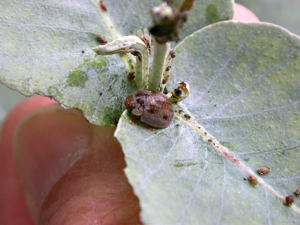 Eucalyptus Leaf Beetle (c) Cindy Calisher