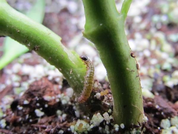 European Pepper Moth