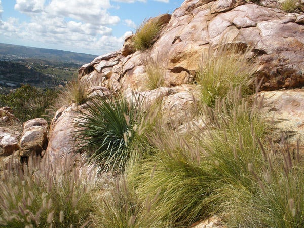 African Fountain Grass (c) Lynn Sweet and Kai Palenscar