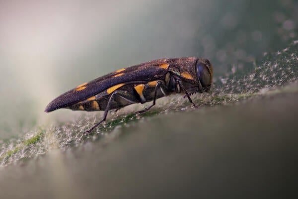 gold spotted oak borer