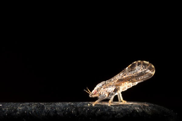Asian citrus psyllid