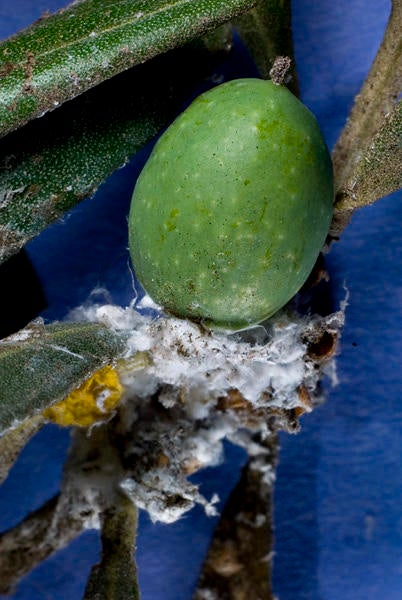 Olive psyllid (c) Marshall Johnson