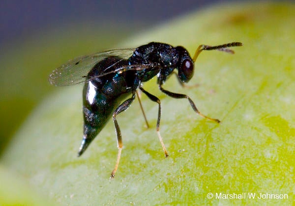 Pteromalid female (c) Marshall Johnson