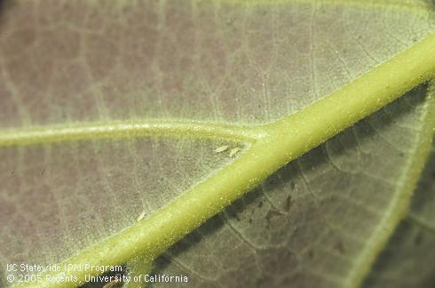 Avocado Thrips