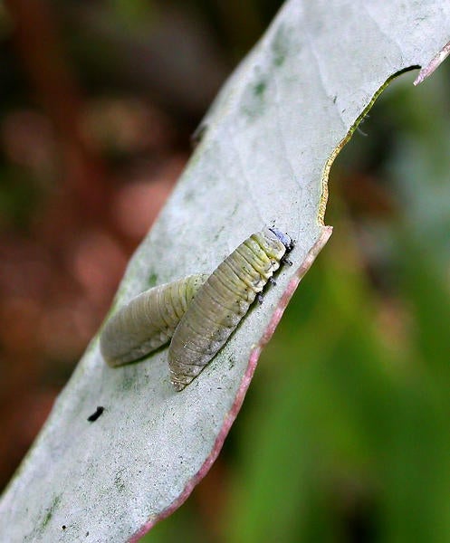 Eucalyptus Leaf Beetle (c) Cindy Calisher