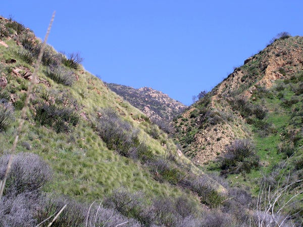 African Fountain Grass (c) Lynn Sweet and Kai Palenscar