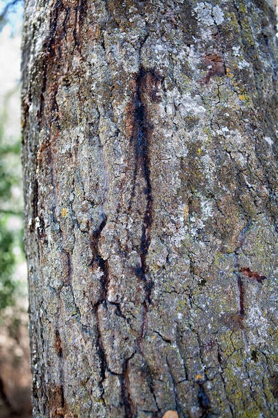 gold spotted oak borer