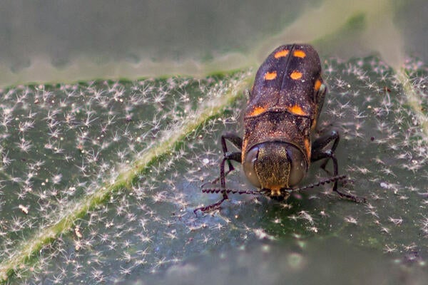 gold spotted oak borer