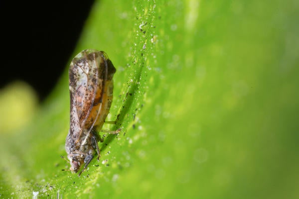 Asian citrus psyllid