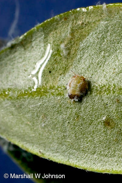 Olive psyllid (c) Marshall Johnson