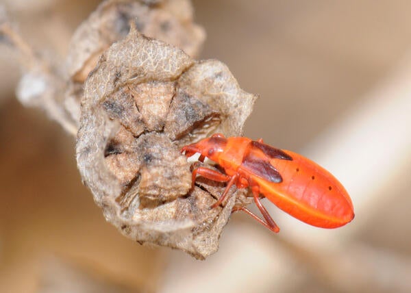 Red Bug