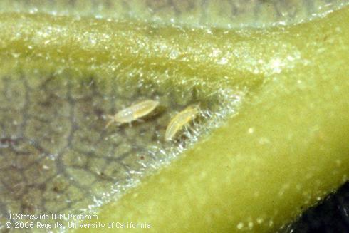 Avocado Thrips