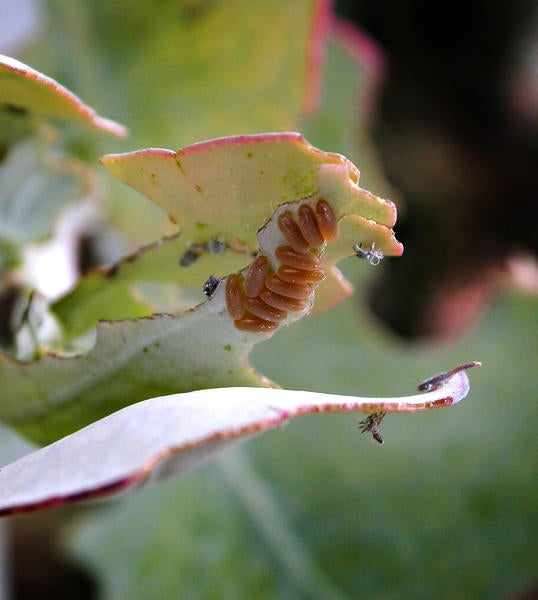 Eucalyptus Leaf Beetle (c) Cindy Calisher
