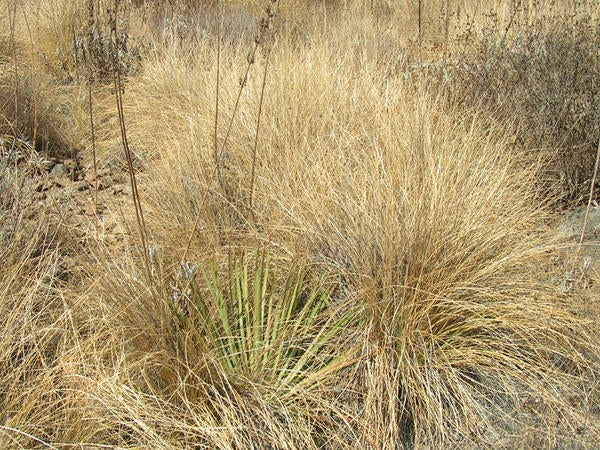 African Fountain Grass (c) Lynn Sweet and Kai Palenscar