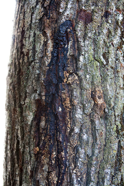 gold spotted oak borer