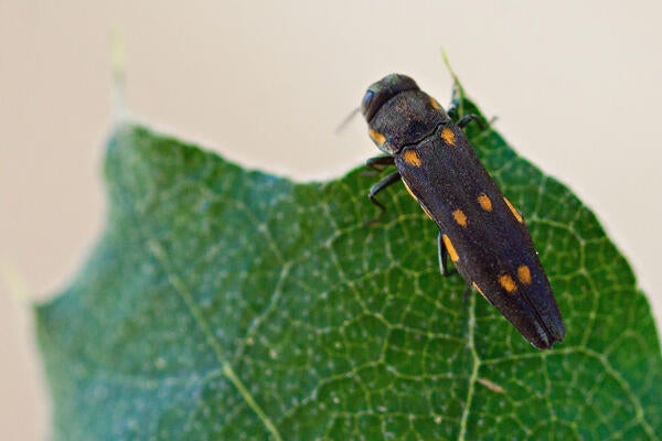 gold spotted oak borer