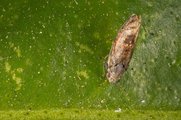 Asian citrus psyllid