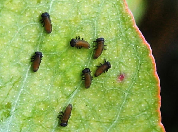 Eucalyptus Leaf Beetle (c) Cindy Calisher