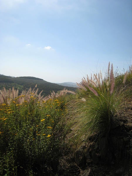 African Fountain Grass (c) Lynn Sweet and Kai Palenscar