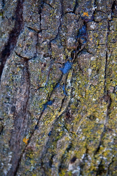 gold spotted oak borer