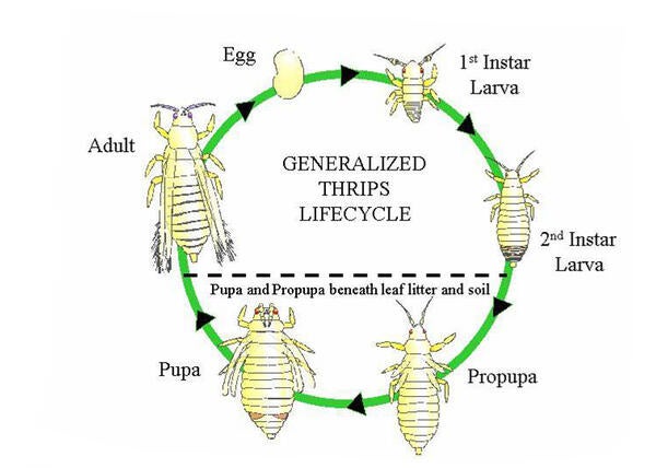 Avocado Thrips