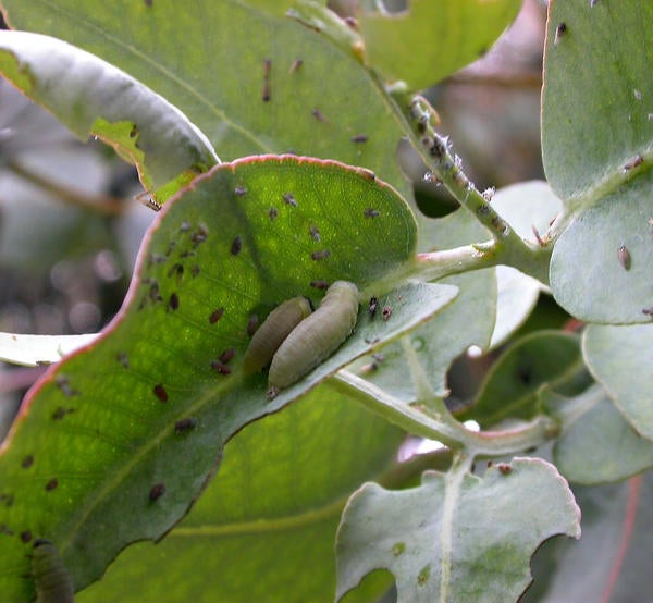 Eucalyptus Leaf Beetle (c) Cindy Calisher