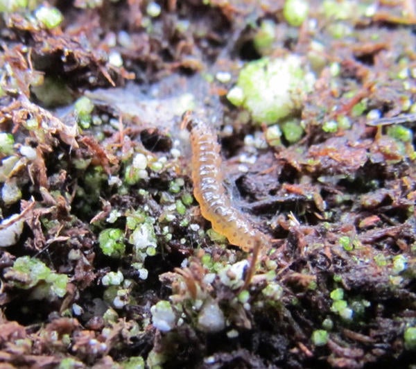 European Pepper Moth