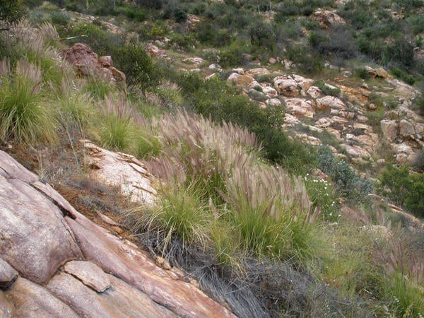 African Fountain Grass (c) Lynn Sweet and Kai Palenscar