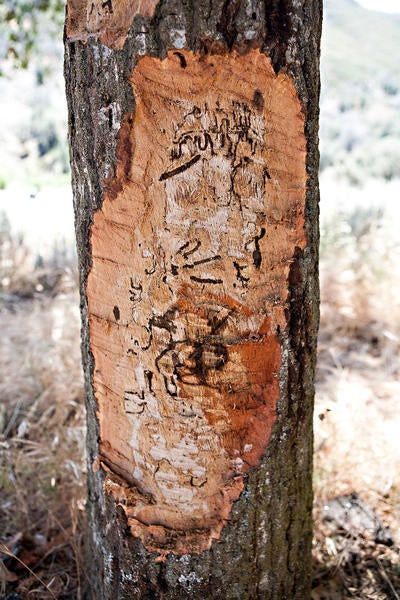 gold spotted oak borer