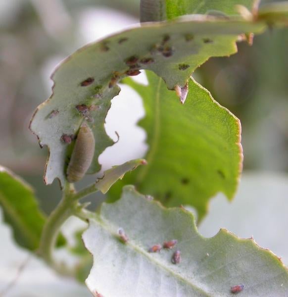 Eucalyptus Leaf Beetle (c) Cindy Calisher