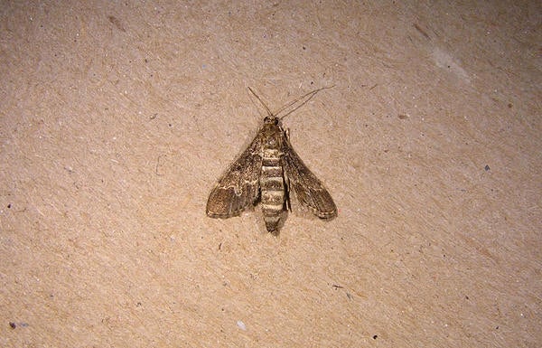 European Pepper Moth