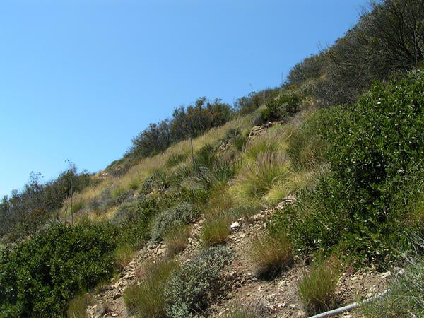 African Fountain Grass (c) Lynn Sweet and Kai Palenscar