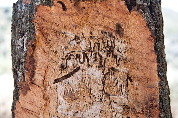 gold spotted oak borer