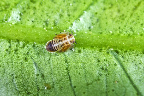 Asian citrus psyllid