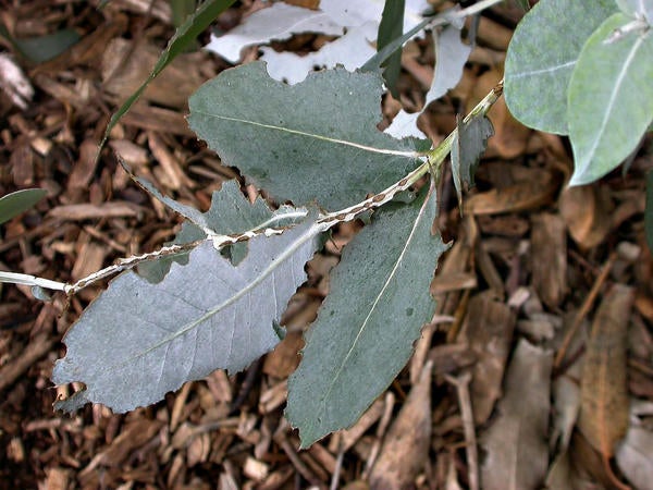 Eucalyptus Leaf Beetle (c) Cindy Calisher