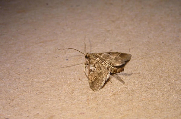 European Pepper Moth