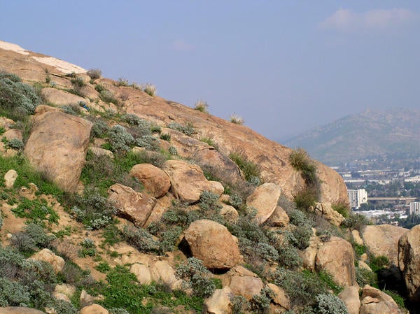 African Fountain Grass (c) Lynn Sweet and Kai Palenscar