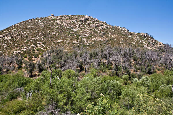 gold spotted oak borer