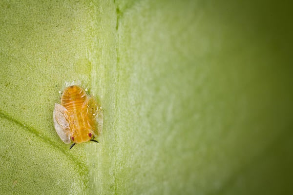 Asian citrus psyllid