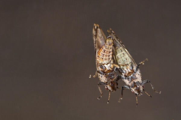 Asian citrus psyllid