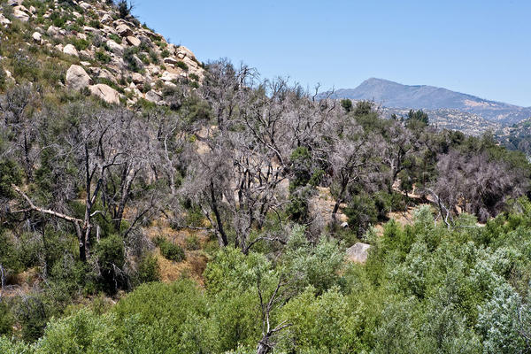 gold spotted oak borer