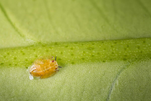 Asian citrus psyllid