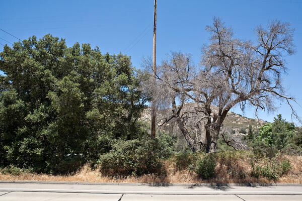 gold spotted oak borer
