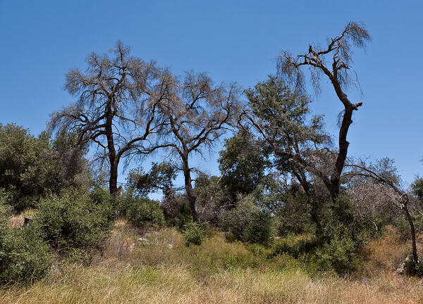 gold spotted oak borer